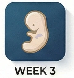 الأسبوع 3