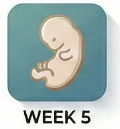 الأسبوع 5